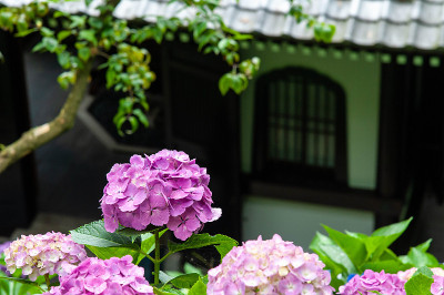 紫色的绣球花盛开在日式建筑前
