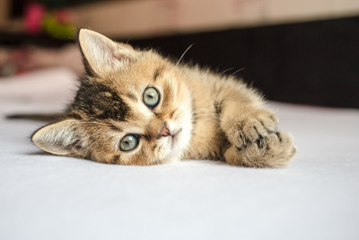 小漂亮的小猫英国金栗鼠趴在他身上