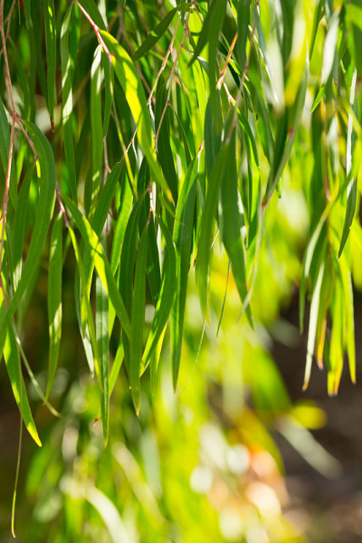 夏日阳光明媚的花园中，百花草的绿色树枝