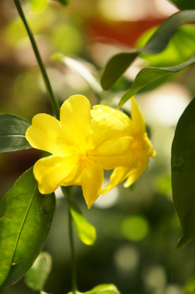 茉莉花或报春花或日本茉莉花，花黄色带绿色