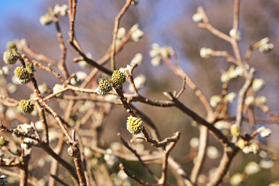 Edgeworthia papyrifera