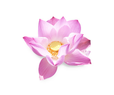 莲花
