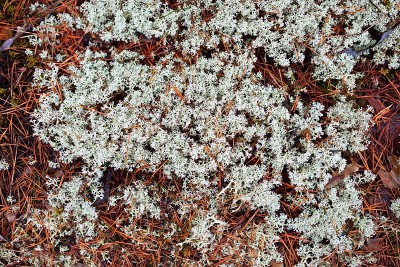 森林地面有色彩斑斓的地衣、苔藓、草等不同植物，纹理特写，图案自然。芬兰的早春
