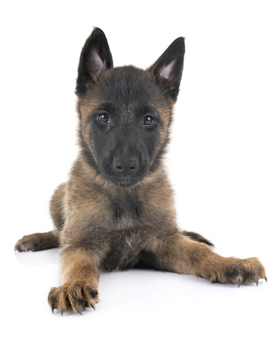 小狗比利时牧羊犬