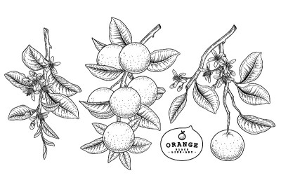 矢量素描柑橘水果装饰集。橙色。手绘植物图。黑色和白色与线条艺术孤立在白色背景。水果图纸。复古风格的元