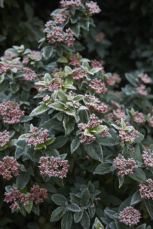 Viburnum Talavera