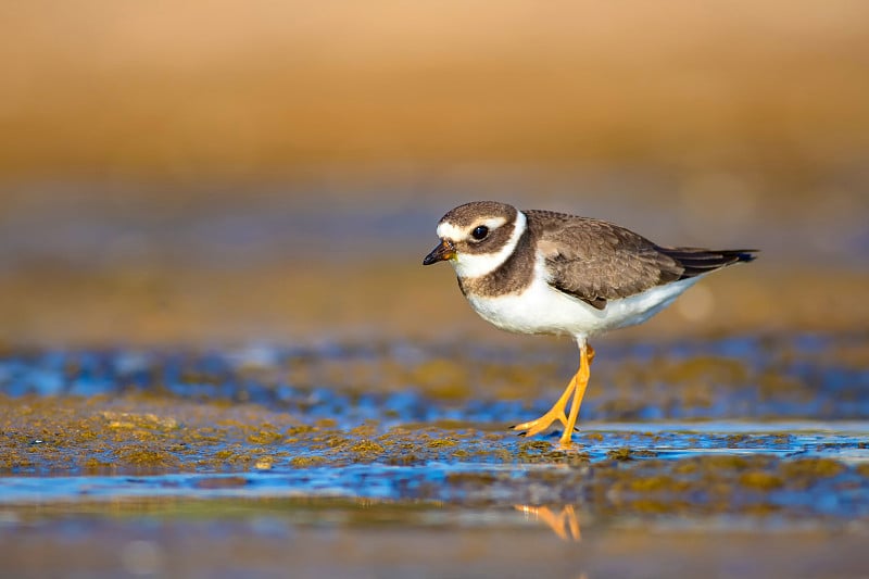 可爱的小水鸟。水和沙子背景。鸟:普通环鸻。Charadrius hiaticula。