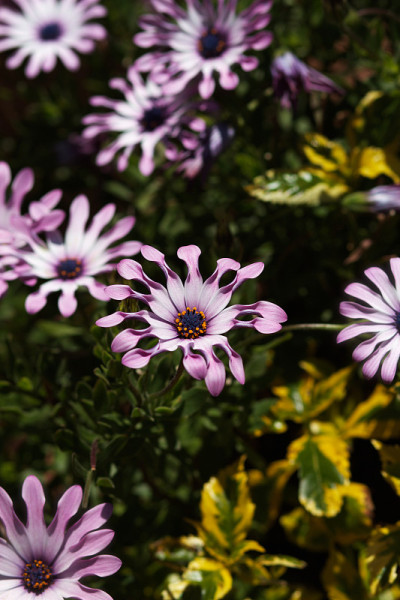 陀螺非洲雏菊