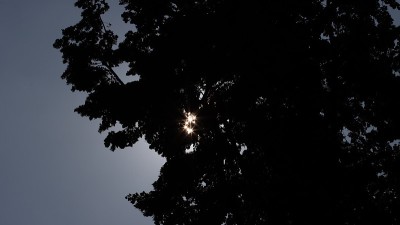 太阳的星星在树林中闪烁