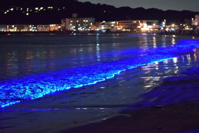太平洋海岸海浪或赤潮上的电蓝色辉光