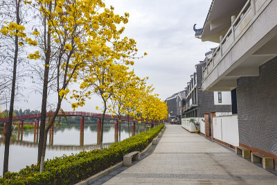 黄花风铃木和中国传统建筑盛开在华阳湖风景名胜区，中国广东东莞