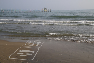 带鱼的海滩