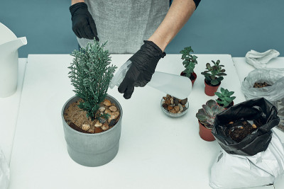 女孩在土和花盆里种室内植物和花。植物护理和保养。的爱好。