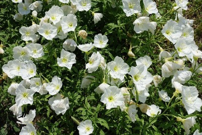 6月整朵白酒花