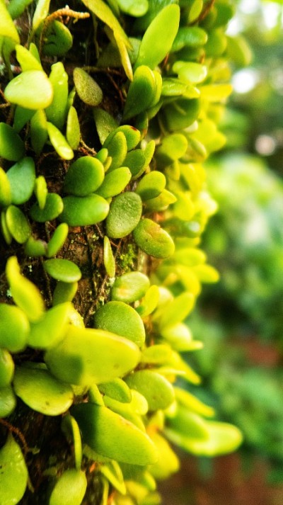寄生植物或loranthus绿色