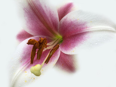 粉红复活节百合花