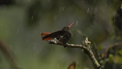 雨中的红尾蜂鸟