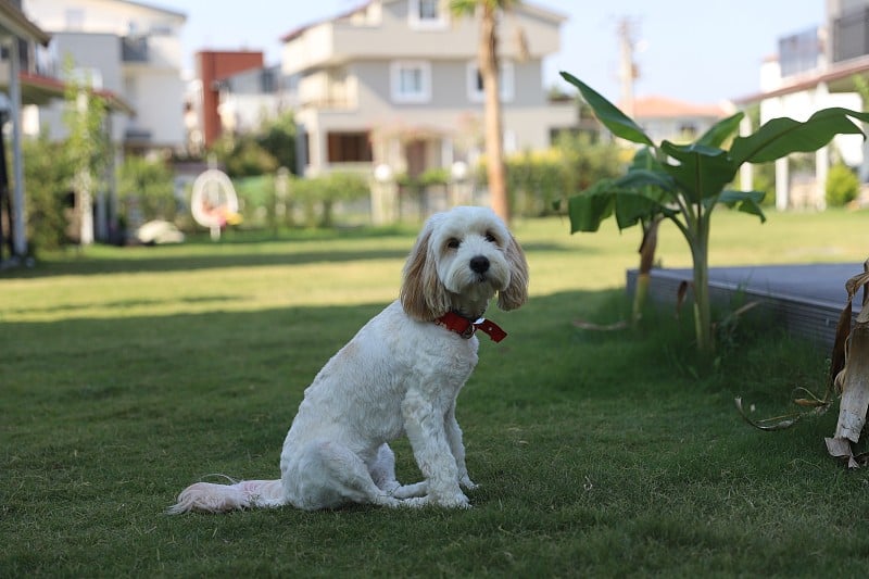 花园里刚刮过毛的金贵宾犬