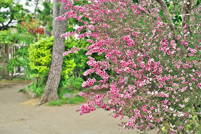 Leptospermum scoparium