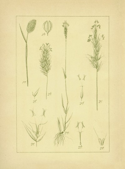 一年生金丝雀草和甜春草|古董花Illus