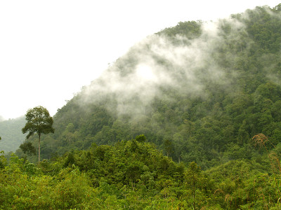 丛林背景