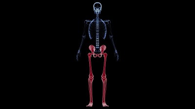 人体骨骼下肢解剖3D