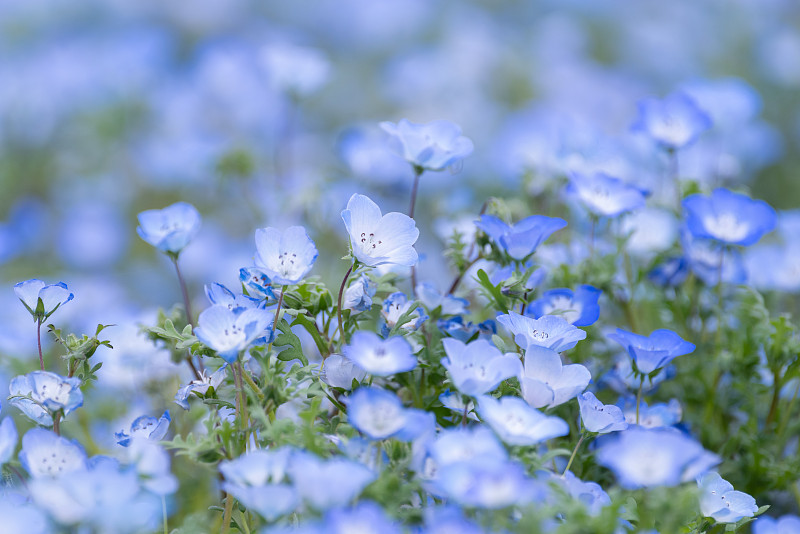 尼莫菲拉