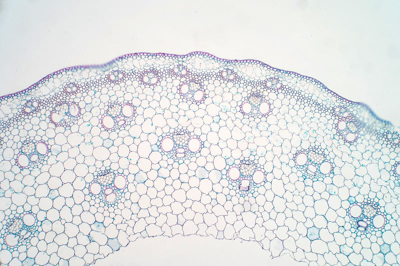在显微镜下观察植物茎的横切面，用于教育植物生理学。