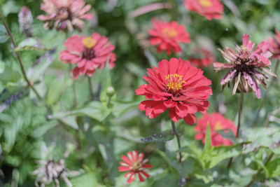 Zinnia