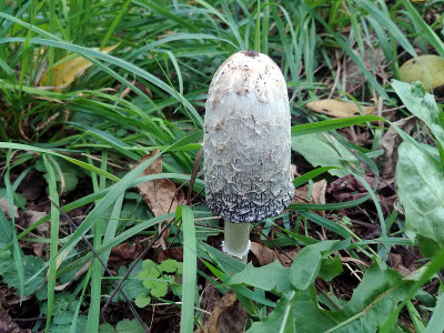 蓬松的鬃毛蘑菇