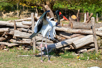 鞍嘴鹳(senegalensis)