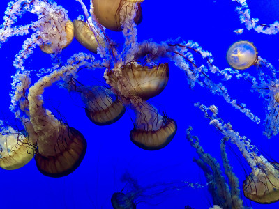 海洋生物