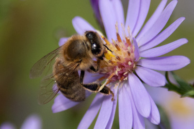 蜜蜂(Apis mellifera)