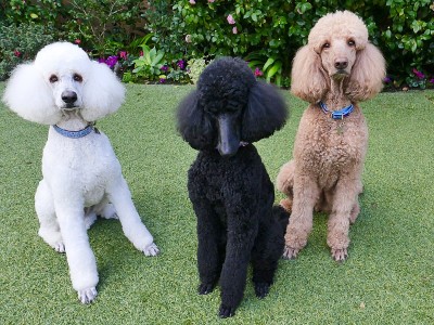 后院的标准贵宾犬