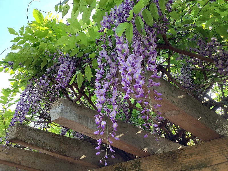 紫藤花在小高绿色公园