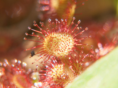 drosera rotundifolia,法国卢瓦尔河