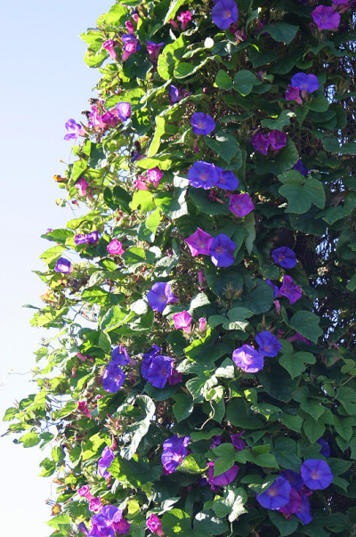 牵牛花