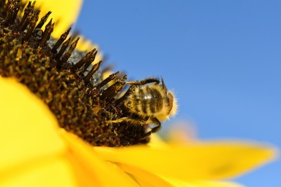 蜜蜂