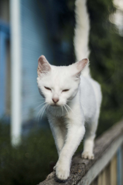 那只猫