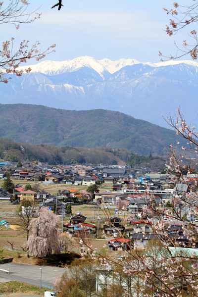 日本高藤的樱花