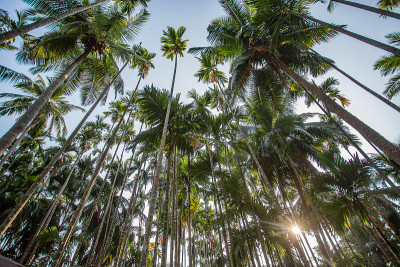 Andaman_palmtrees