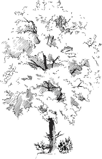 酸橙树