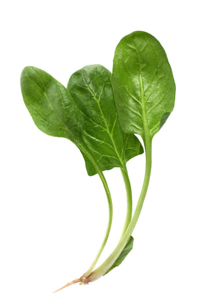 菠菜