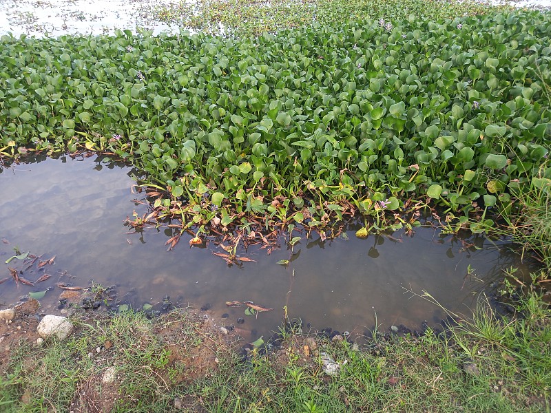 水葫芦、水葫芦花、凤仙花、水花为自然背景素材照片