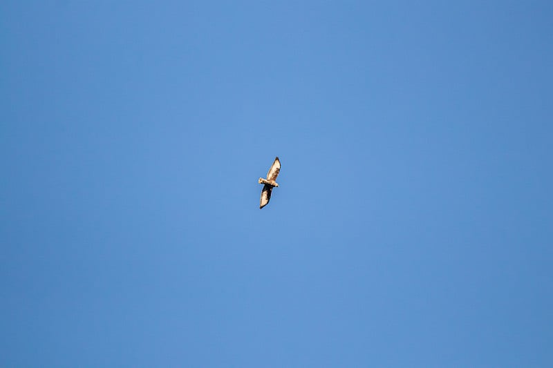 阳光秃鹰飞过天空