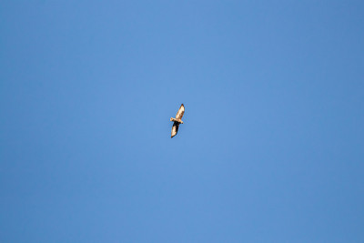 阳光秃鹰飞过天空