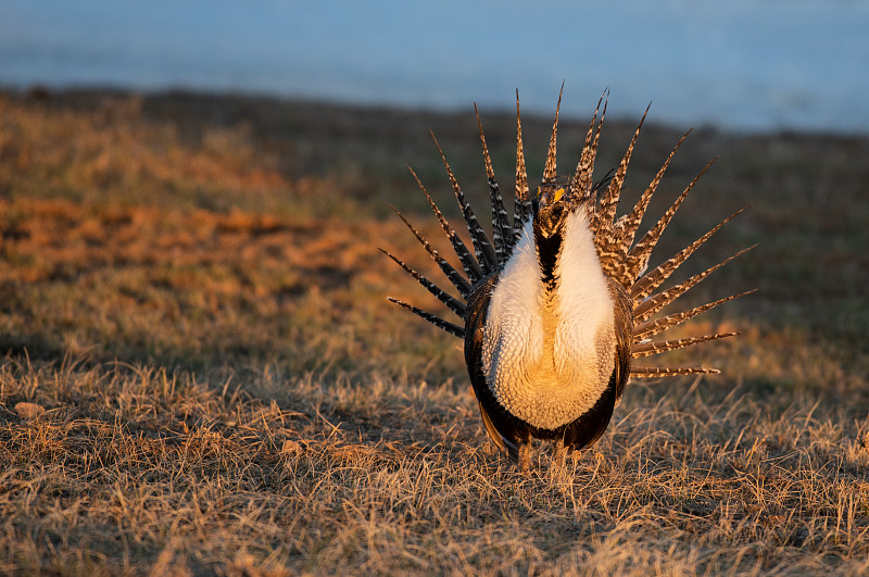 Greater Sage-grouse Courtship Display on Lek