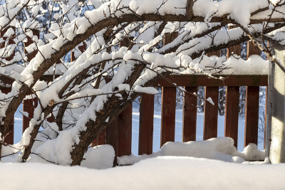 后院的雪