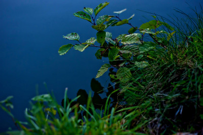 湖面上的植物