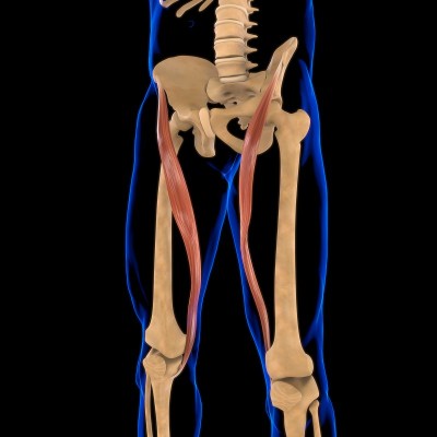 缝匠肌解剖医学概念3D插图